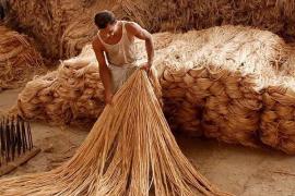 Union Cabinet Decision: Govt approves norms for mandatory use of jute in packaging