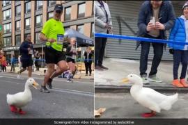 NewYork Duck Marathon