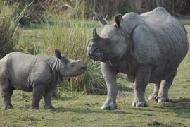 Rhino Death