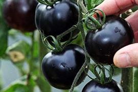 black tomato