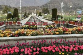Asia's largest Tulip Garden