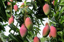 one arrested for eating mango