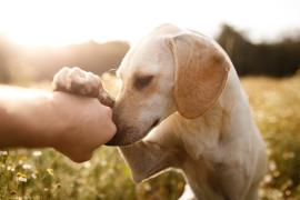 Friendship of Dogs and Humans