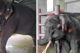 assam elephant jaymala recover 