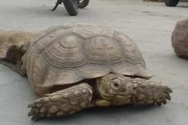 Tortoise