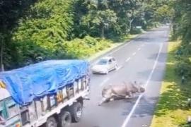 Kaziranga Rhino Accident