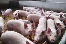 pig disease news