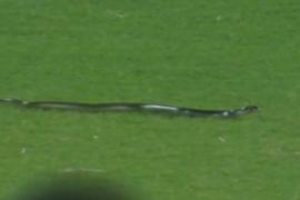 Snake