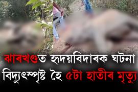 Jharkhand Elephant dead Update 