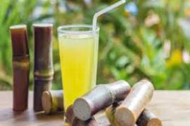 sugarcane