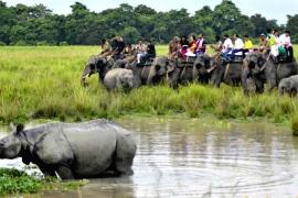 Kaziranga