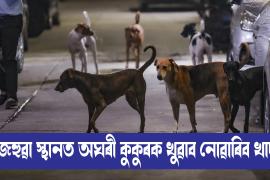 Supreme Court stays order directing Delhi to shift street dogs to shelters