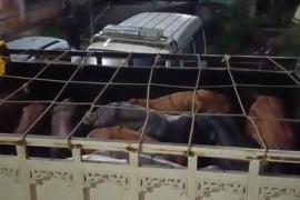 Cattle Smuggling