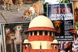 आवारा कुत्तों को हटाने के नियमों पर सुप्रीम कोर्ट की सुनवाई