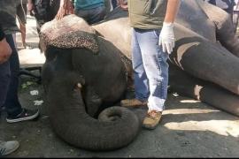 Assam: Kaziranga elephant dies after safari duty, renews calls to end tourist rides
