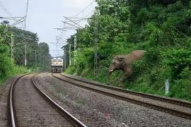 Assam Train Accident Rekindles Debate on Wildlife Safety Along Rail Tracks