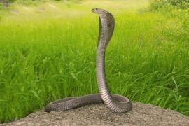Assam Reports First Confirmed Survival After King Cobra Bite in Kamrup’s Boko