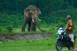 Assam, Meghalaya Villagers Unite to Tackle Human-Elephant Conflict