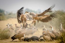 Vultures 