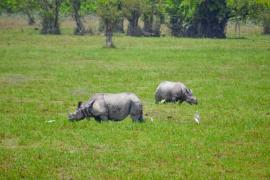 Cobras from Assam in Exchange for Tigers and Crocodiles