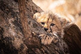 चीता संरक्षण में बड़ी सफलता!