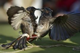 माघ बिहू के दौरान कामरूप ज़िले में ‘Bulbuli Fights’ पर प्रतिबंध, हाईकोर्ट के आदेश का हवाला