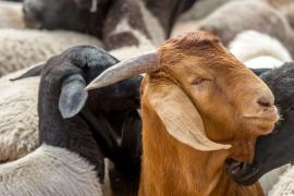 इज़राइली सैनिकों ने सीरिया के किसानों से 250 बकरियों का अपहरण किया