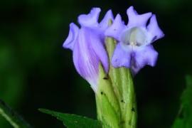  Strobilanthes riteshii 
