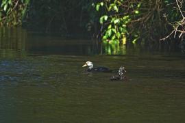 Assam’s State Bird on the Brink as White-winged Wood Duck Faces Extinction Threat