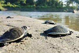 Kaziranga Survey Records 945 Freshwater Turtles Along Brahmaputra, Flags Critical Habitats