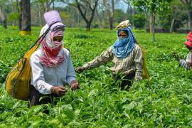 Assam CM Launches ‘Mukhya Mantrir Eti Koli Duti Paat’ Scheme for Tea Garden Workers in Tinsukia