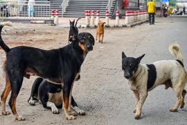 आवारा कुत्तों की कथित ह/त्या