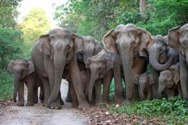 Assam: Community Initiative Marks Eight Elephant Corridors in Tinsukia to Reduce Human–Elephant Conflict