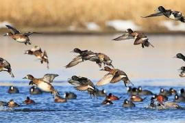17 Held in Assam for Suspected Poisoning of Migratory Bird