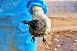चेन्नई में H5N1 का प्रकोप, सैकड़ों कौवे मृ/त पाए गए