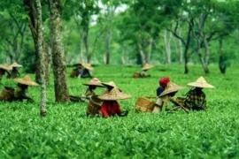 Assam announces 3% reservation in Grade I & II government jobs for tea garden, Adivasi communities