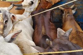 गोलकगंज में पशु तस्करी की बड़ी कोशिश नाकाम, 12 गायें बरामद; दो तस्कर गिरफ्तार