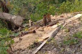 Assam Govt Forms District Panels to Free Encroached Forest Land