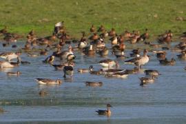 Assam: Over 1.05 lakh waterbirds recorded in 7th Kaziranga Waterbird Count