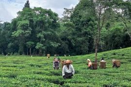 Bandhu Tirkey Slams Assam CM Over Neglect of Tea Workers