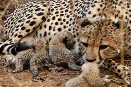 बोत्सवाना से आए 9 चीते कुनो नेशनल पार्क पहुंचे, भारत में कुल संख्या बढ़कर 48 हुई