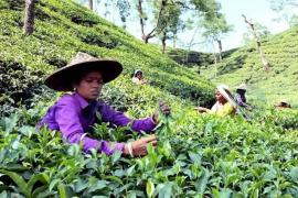 Tea Industry Worried Over Iran–Middle East Conflict Impact on Assam Orthodox Exports