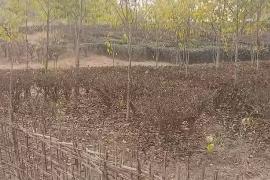 Six-Month Dry Spell Threatens Livelihoods of 2,000 Tengani Tea Growers in Golaghat