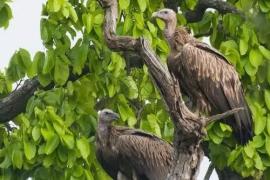 Over 700 Vultures Dead Since 2018; Experts Raise Alarm Over Carbofuran Use in Assam