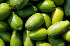 India Exports GI-Tagged Limes to UK, Boosting Global Recognition of Local Produce
