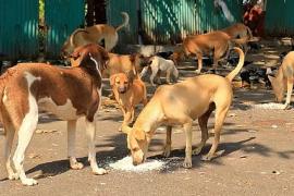 Rabies Confirmed After Mass Dog Bite Incident in Assam Town