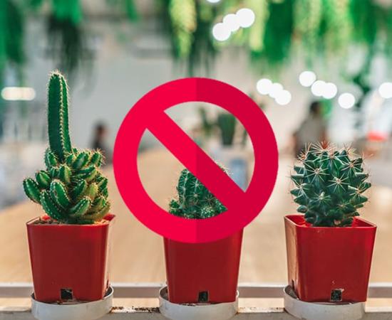 don't plant this unlucky plant in home