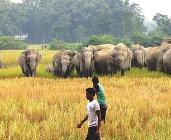 Man Elephant conflict