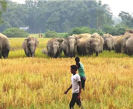 Elephant menace in rongapara