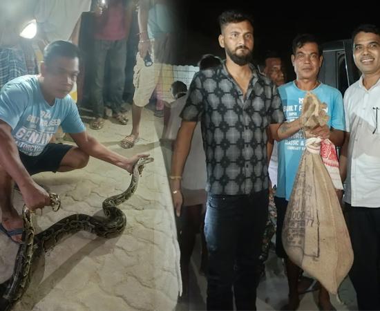 Python Rescued